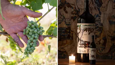 Liber Pater's franc de pied vines and the 2011 vintage