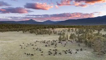 Aerial of bison herd and Ash Mountain and Little Costilla Peak, Vermejo Park Ranch, New Mexico, USA.